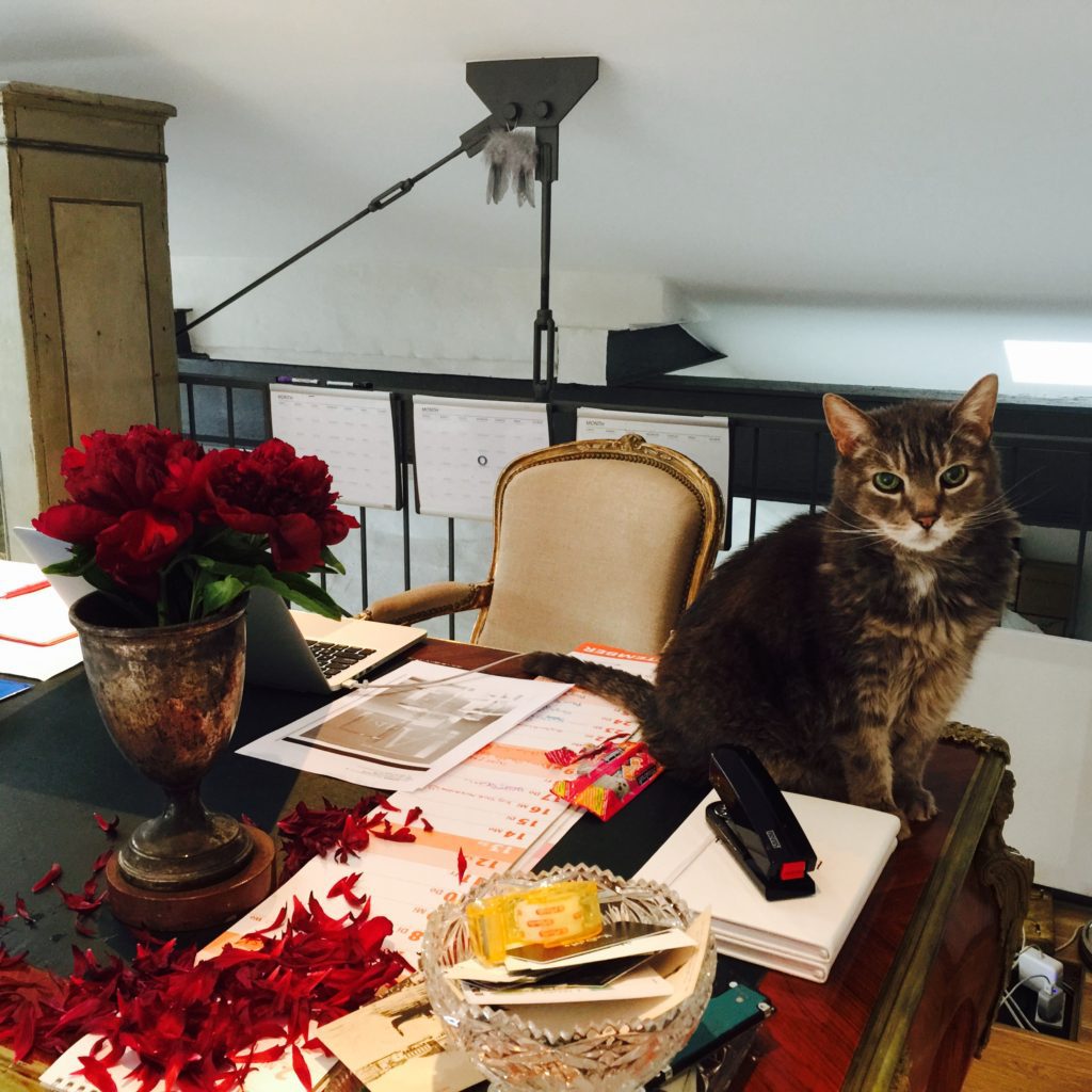 Guest Blogger Catpuccino